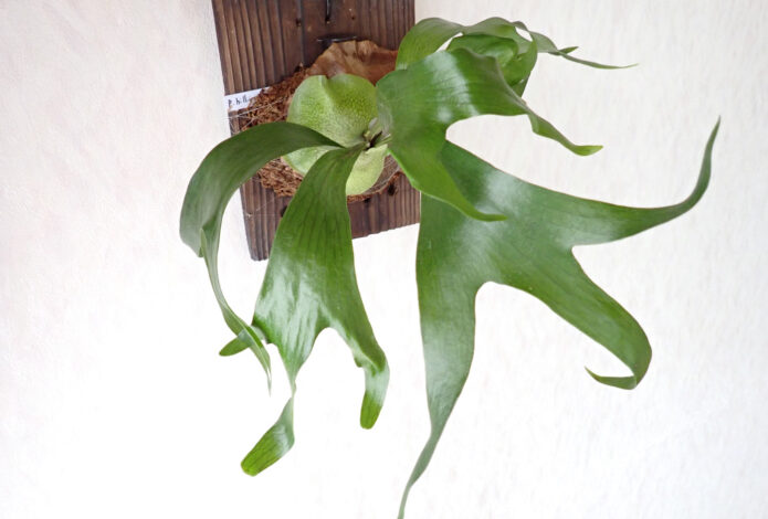 ビカクシダ - Plants on Plants